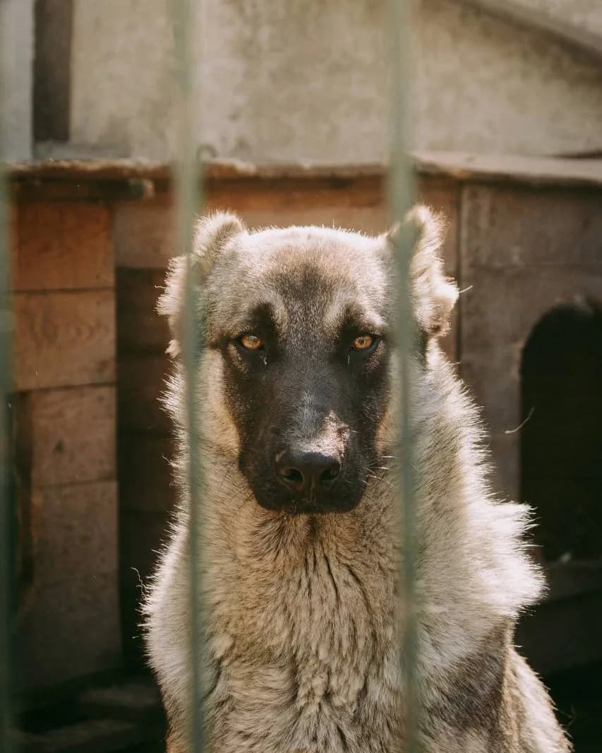Хуч