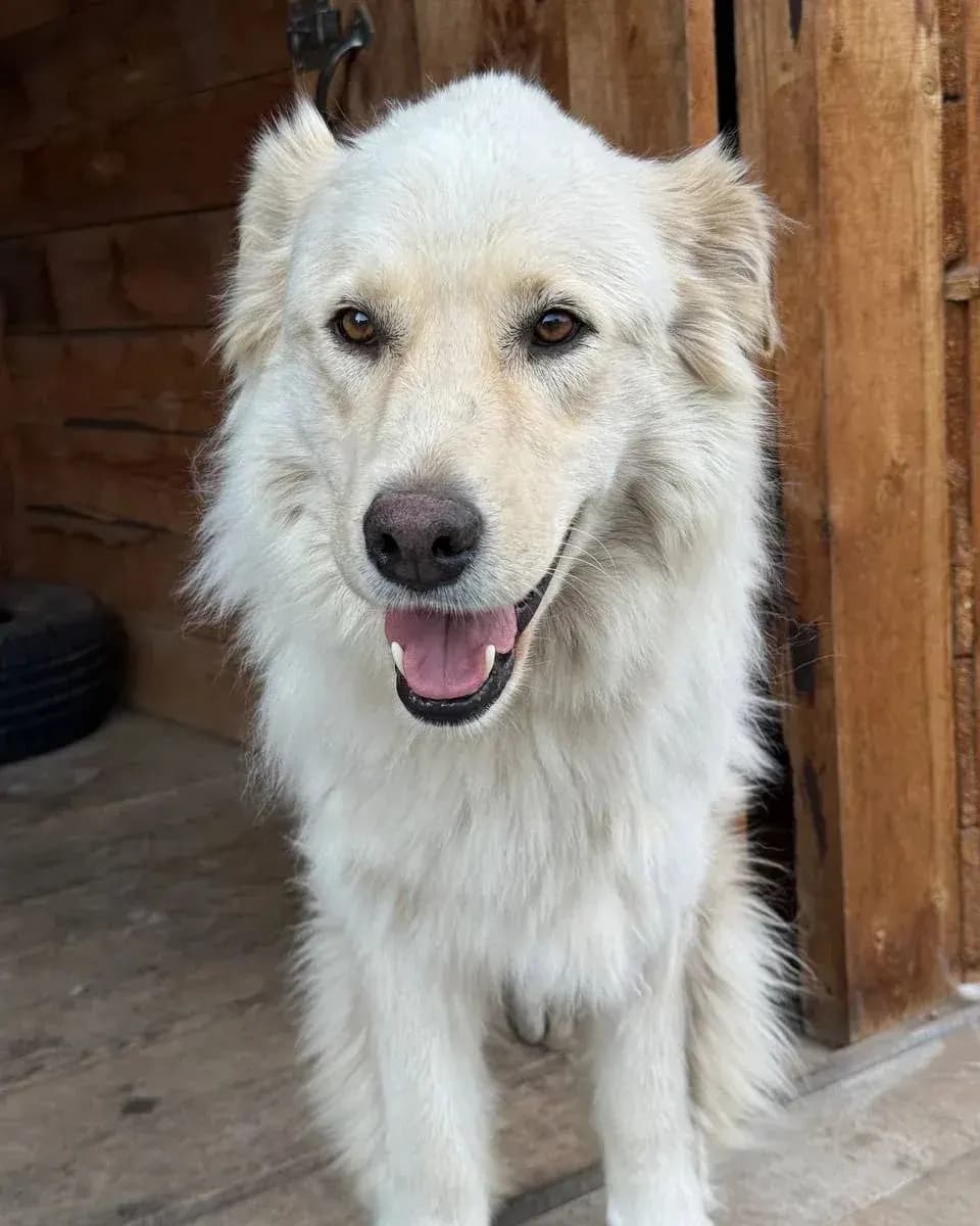 Каспер